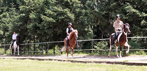 Islandpferde Babenberg Reitschule